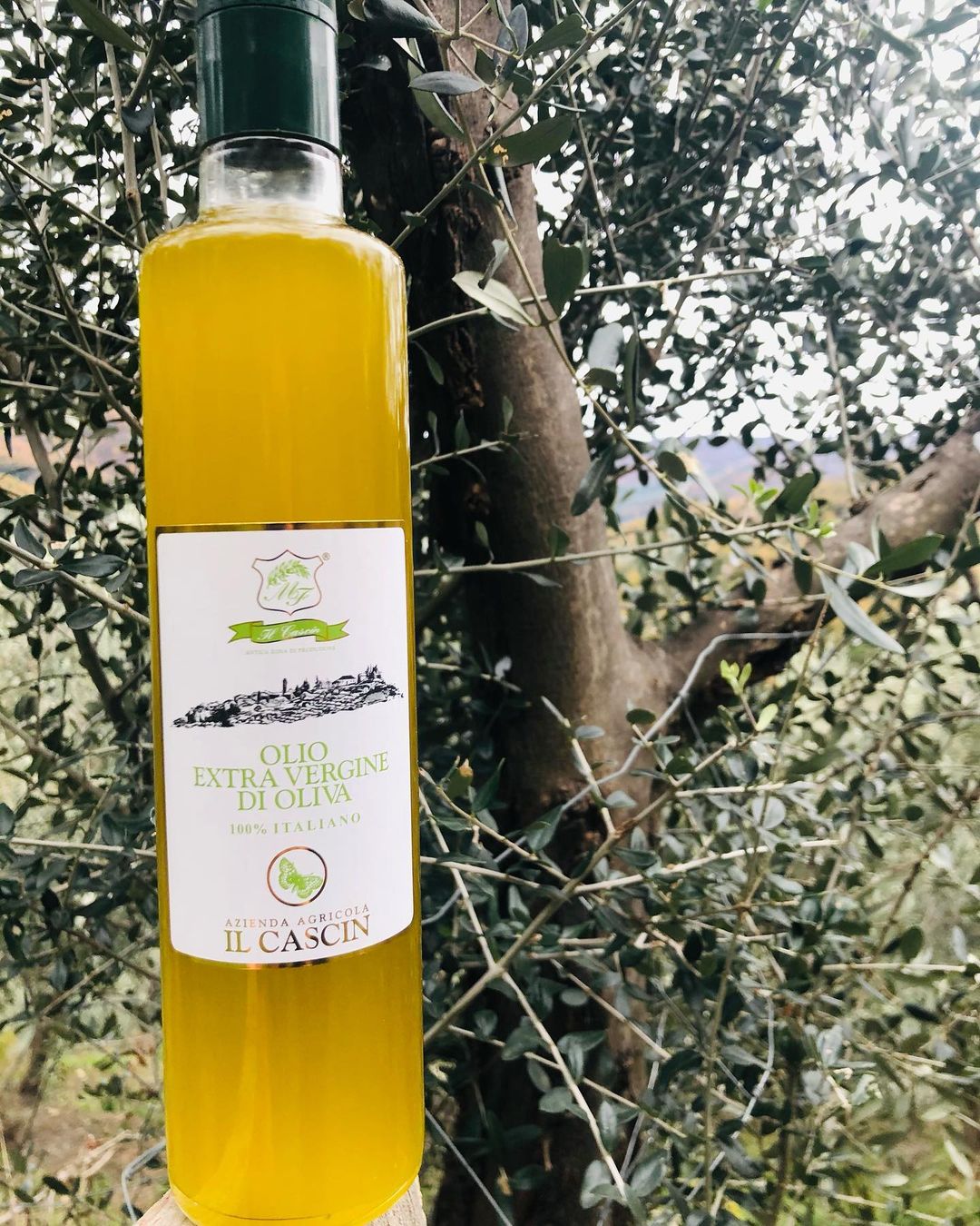 olio extravergine olive taggiasche
