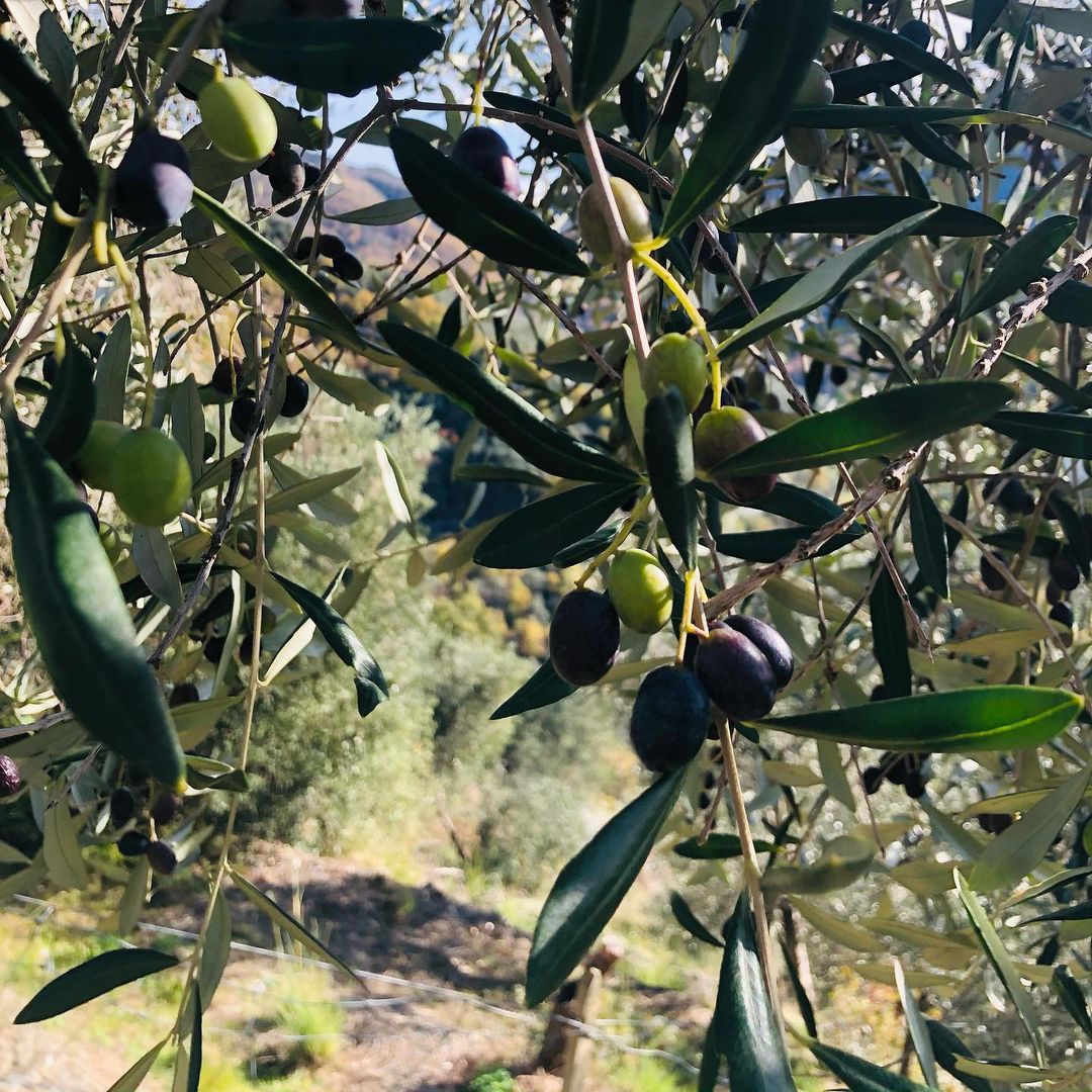 olive taggiasche